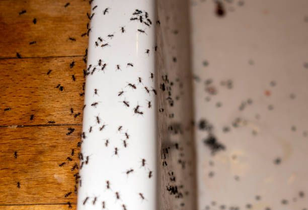Best Pest Control Near Me in Tarrant, AL